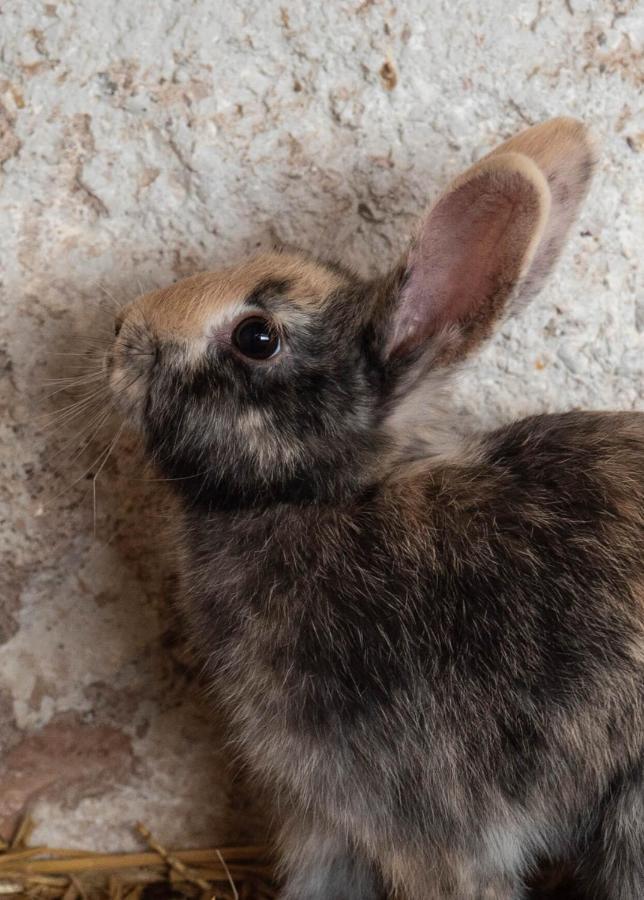El Malget Βίλα Tuenno Εξωτερικό φωτογραφία